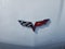 2012 Chevrolet Corvette w/2LT